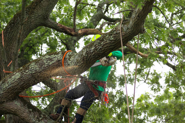 Best Tree Risk Assessment  in USA